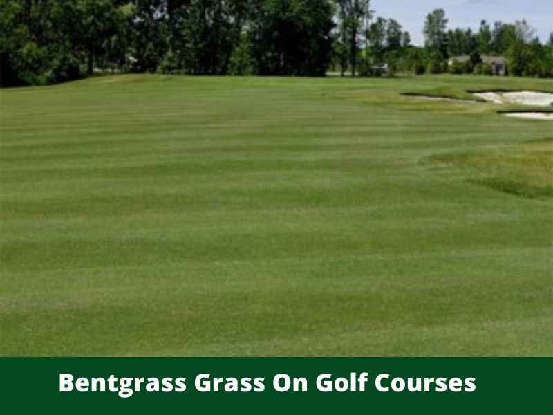 Bentgrass Grass On Golf Courses