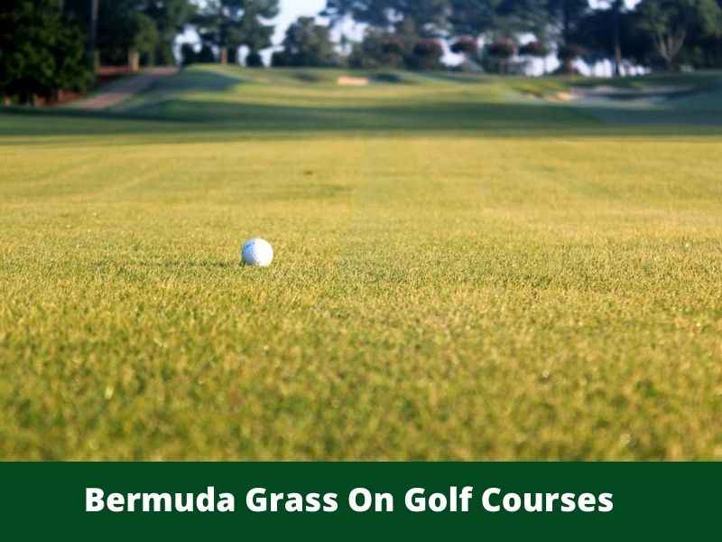 Bermuda Grass On Golf Courses