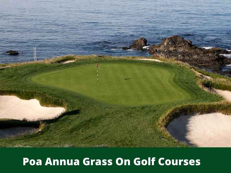 Poa Annua Grass On Golf Courses