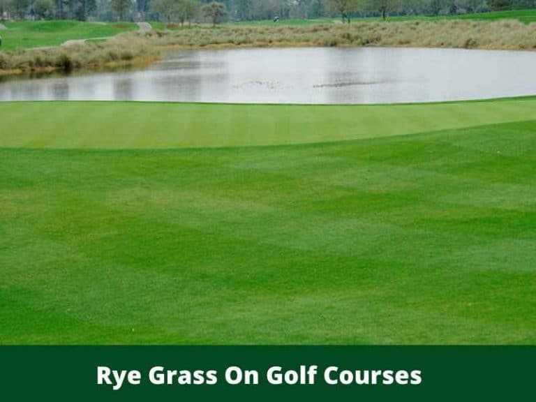 What Type of Grass is Used on Golf Courses?