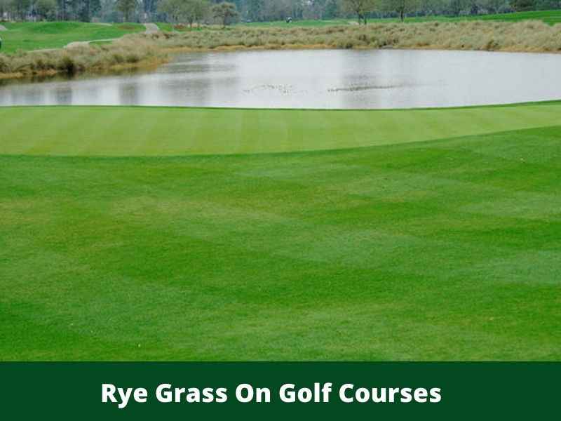 Rye Grass On Golf Courses
