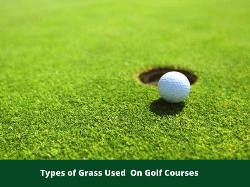 Types of Grass Used on Golf Courses