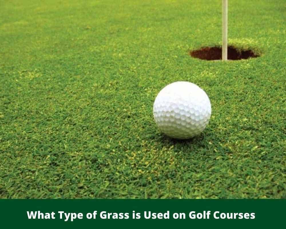 What Type of Grass is Used on Golf Courses