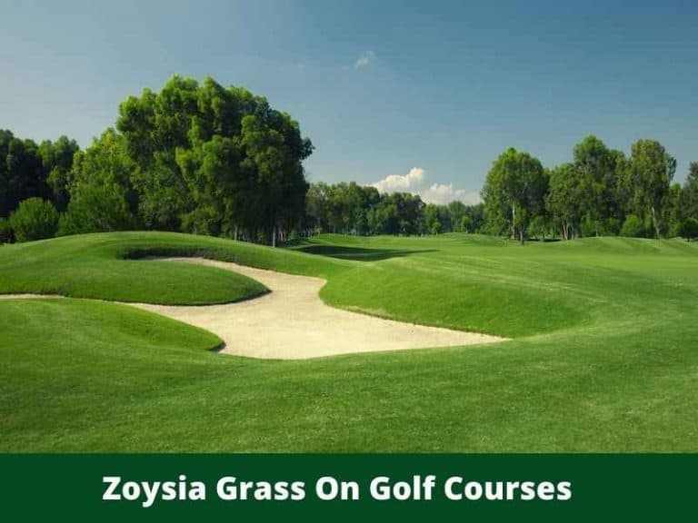 What Type of Grass is Used on Golf Courses?