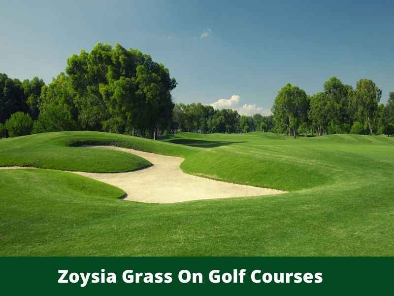 Zoysia Grass On Golf Courses